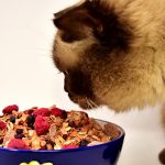 Un gatto mangia cibo dalla ciotola
