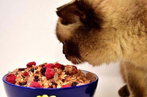 Gli appetizzanti naturali per gatti: un trucco per far mangiare Micio! thumb