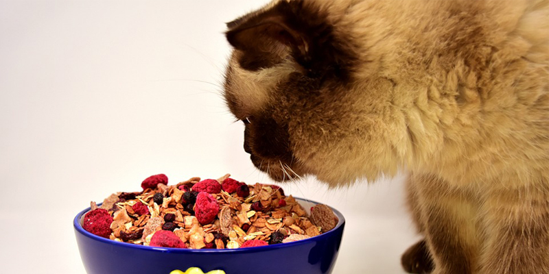 Gli appetizzanti naturali per gatti: un trucco per far mangiare Micio! cover