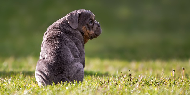 Infiammazione delle ghiandole perianali del cane: cosa fare e come evitarla cover