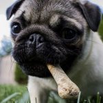 cane carlino mangia un osso