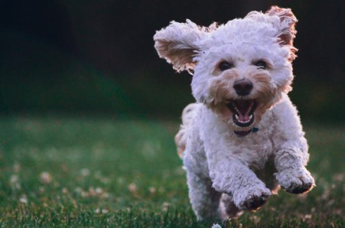 Perché il cane non risponde al richiamo? thumb