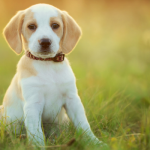 come abituare il cane al trasportino