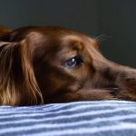 un cane disteso sul letto che sembra triste