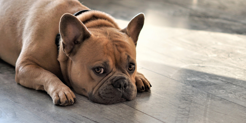 Primo soccorso nel cane: cosa fare se Fido non sta bene? cover