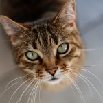 un gatto con lunghi baffi e sguardo magnetico
