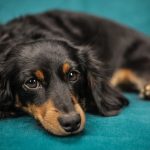 mal di pancia del cane disteso sul divano