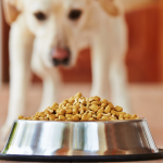 cane labrador mangia dalla sua ciotola delle crocchette con un alto valore biologico