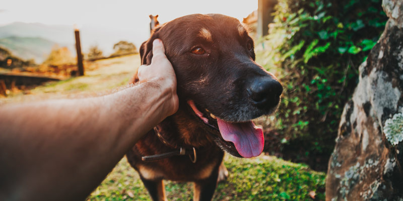 5 regole per approcciare un cane cover