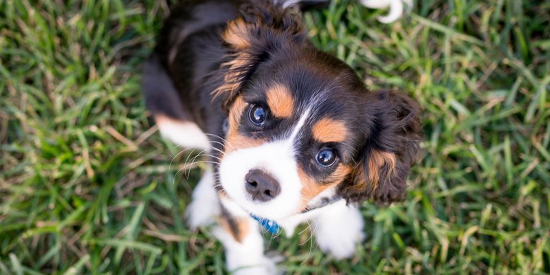 Cucciolo Di Cane 7 Regole Per Educarlo Robinson Pet Blog