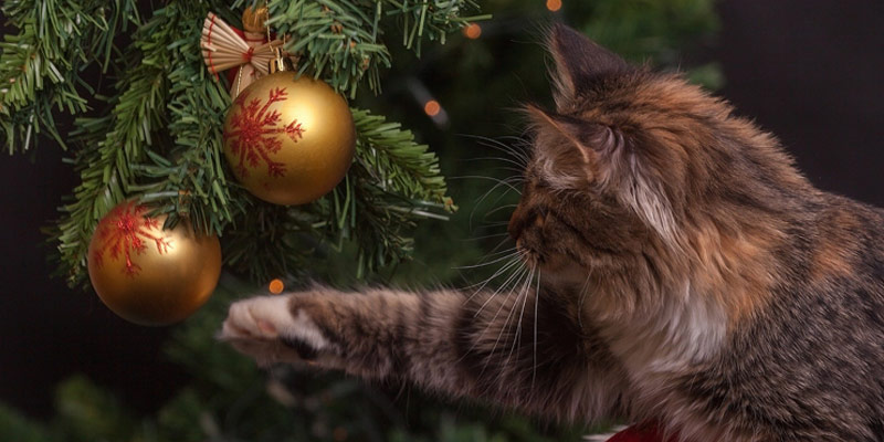 Immagini Natalizie Gatti.5 Consigli Per Far Convivere Il Gatto E L Albero Di Natale Robinson Pet Blog