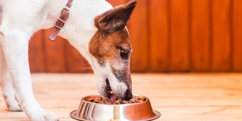 Mangime per cane: attenzione agli agglomeranti e agli astringenti cover