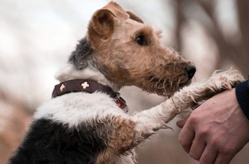 Cani, gatti e Coronavirus: nessun pericolo per gli animali thumb