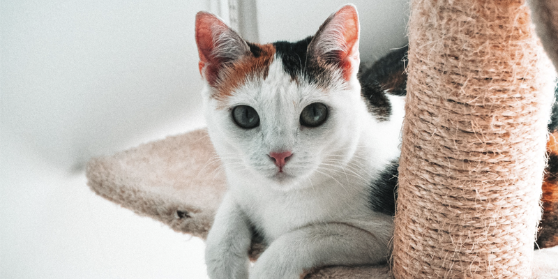 Calzari antigraffio per gatti su  - Robinson Pet Blog
