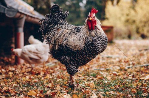 C’è pollo e pollo: cosa significa free run chicken e free range chicken thumb