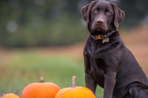 Cani vegetariani: consigli per non mettere a rischio la salute thumb