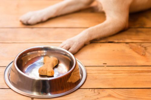 Ingredienti pericolosi negli alimenti per cani e gatti: riconoscerli per evitarli thumb