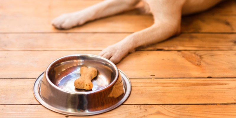 Ingredienti pericolosi negli alimenti per cani e gatti: riconoscerli per evitarli cover