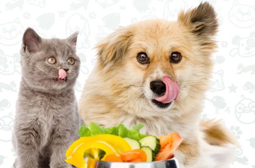 Frutta e verdura negli alimenti per cani e gatti: si o no? thumb