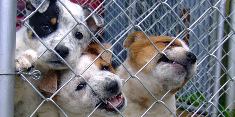 Strage di cuccioli in un deposito logistico cinese cover