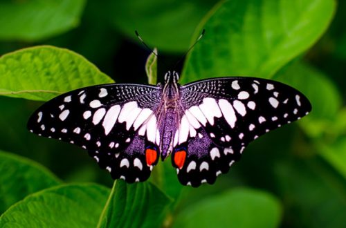 Farfalle morte al Firenze Flower, pesticidi sotto accusa thumb
