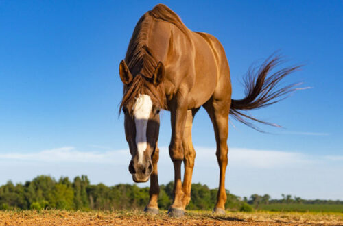 Prendersi cura del cavallo: i consigli indispensabili thumb