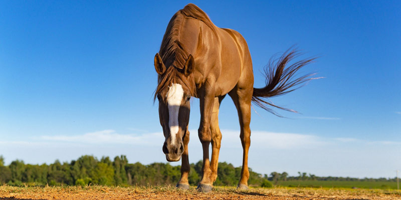 Prendersi cura del cavallo: i consigli indispensabili cover
