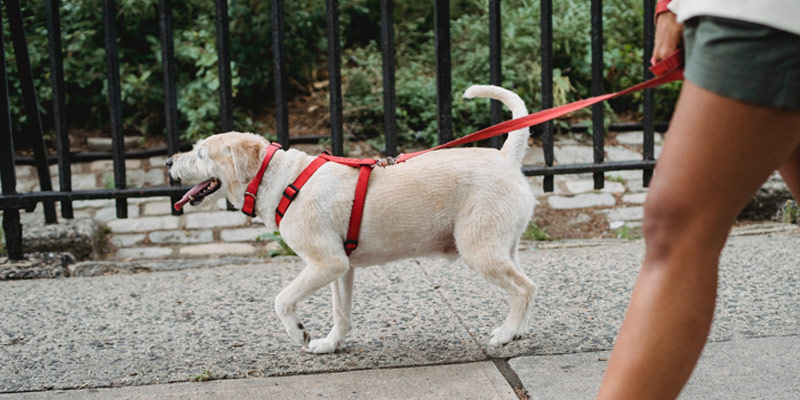 Meglio il collare o la pettorina per il cane? cover