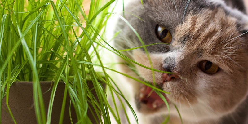 Catnip, matatabi e valeriana: caratteristiche e differenze di queste erbe per gatti cover