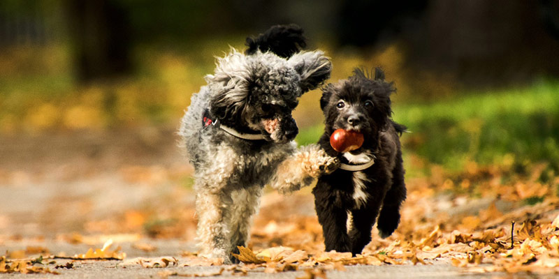 I cani possono mangiare le castagne? cover