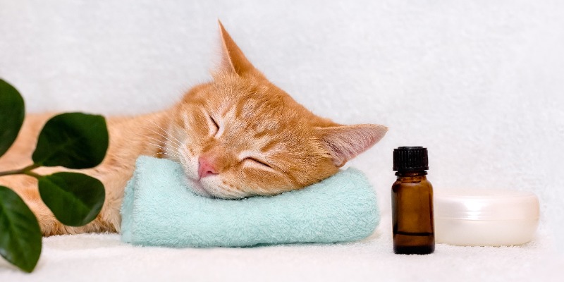 Aromaterapia per cani e gatti: come funziona cover