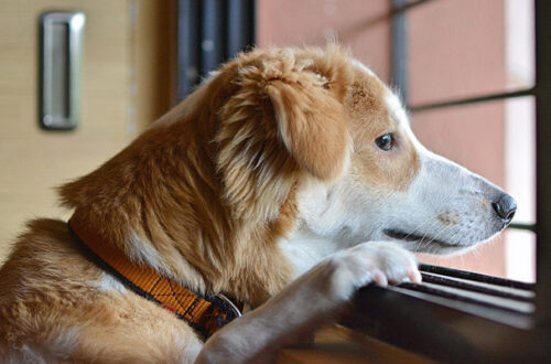 Come abituare il cane a stare da solo in casa, appartamento o giardino thumb