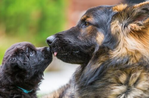 Come addestrare un cane: consigli per cuccioli e cani adulti thumb