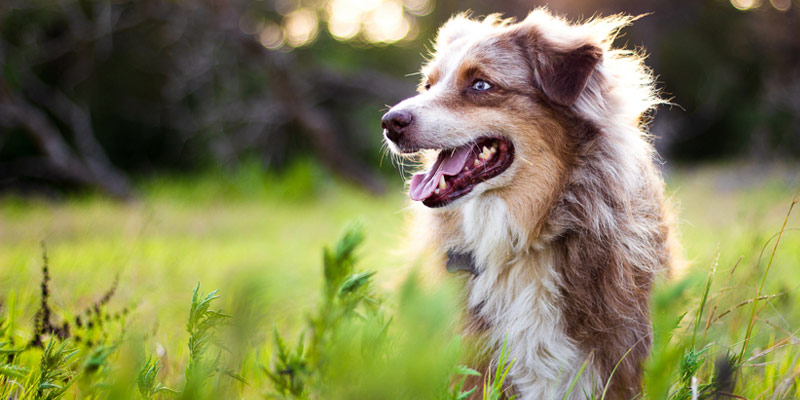 Perchè i cani mangiano l’erba: cause e come comportarsi cover