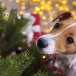 Il Cane e l’albero di Natale: 5 Consigli per farli convivere al meglio