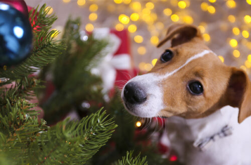 Cane e albero di Natale: 5 Consigli per farli convivere al meglio thumb