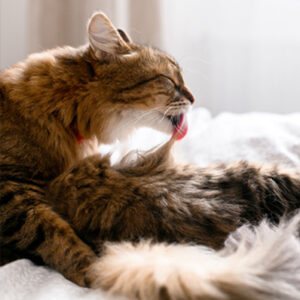 gatto-mantello