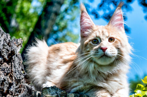 Gatto Maine Coon: caratteristiche, cura e alimentazione thumb