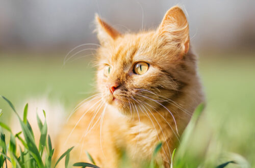 Il Miglior Antiparassitario per Gatti: quale scegliere? thumb