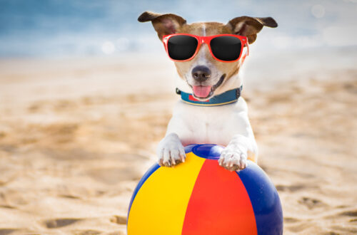 Spiagge per Cani: è aperta la stagione! thumb