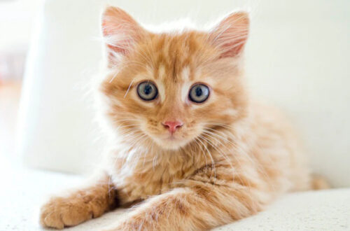 Gattino Cucciolo: tutto quello che c’è da sapere thumb