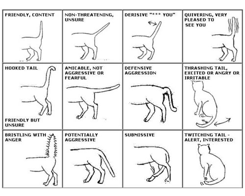 Linguaggio gatti : capire la coda del gatto e i suoi movimenti - Assur  O'Poil