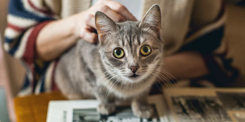 Coda del gatto: Tutto quello che c'è da sapere 