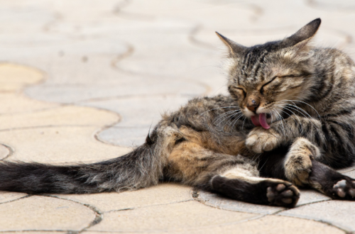 Allergia e intolleranza nel gatto: cause, sintomi e cure thumb