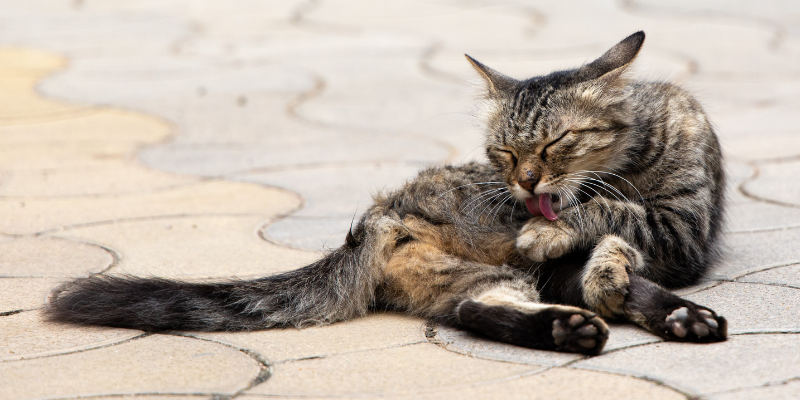Allergia e intolleranza nel gatto: cause, sintomi e cure cover