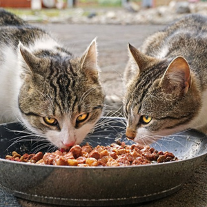 gatti-mangiano-cibo-umido-da-ciotola