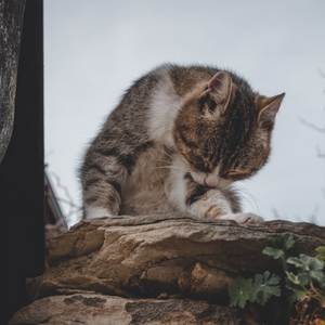 gatto-stitico-che-si-lecca