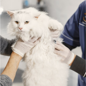 gatto-stitico-dal-veterinario