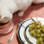 gatto-sterilizzato-mangia-su-un-tavolo-da-piatto