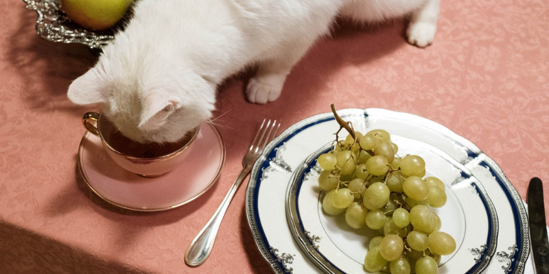 Quanto deve mangiare un gatto sterilizzato? cover